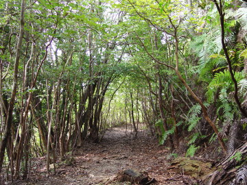 Natural forest on Nisaka-toge Pass Trail