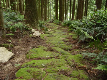 stone path covered with green moss