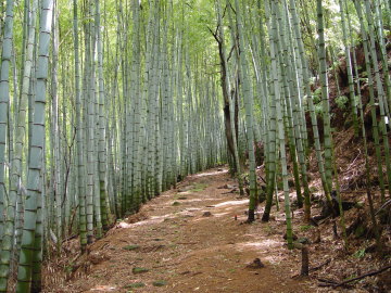 bamboo forest on Obuki-toge Pass