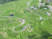 Maruyama Senmaida rice field