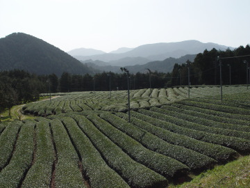 field of green tea tree